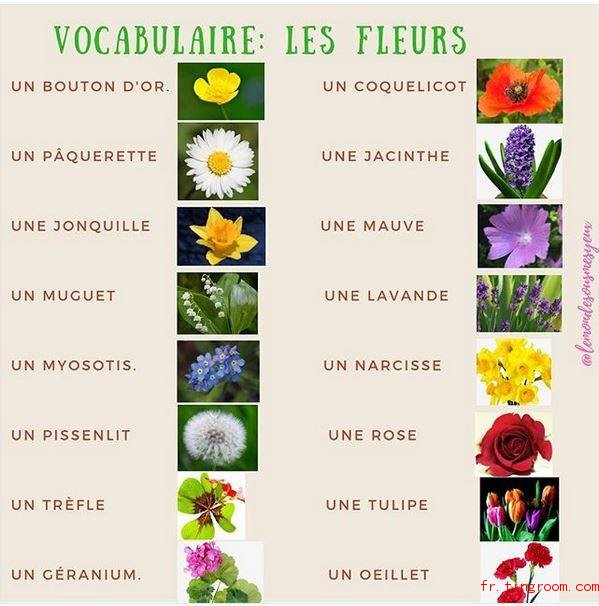 Vocabulaire les fleurs