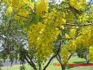 泰国国花-金莲花_泰好玩_走进泰国_泰语学习网