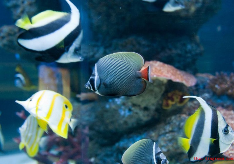 清迈动物园水族馆