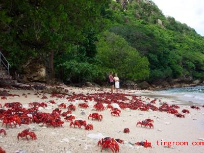  Einmal im Jahr machen sich diese Krabben auf den Weg zum Strand. Foto: Michael Nelson/Parks Australia/dpa 