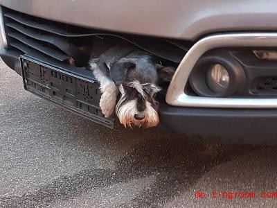  Hund Tero blieb bei einem Unfall vorne im Gitter des Autos steckengeblieben. Er wurde aber nicht groÃ verletzt. Foto: --/Polizei Harburg/dpa 