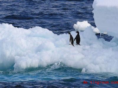  Pinguine in der Antarktis. Foto: Yo<em></em>nhapnews Agency/epa/dpa 