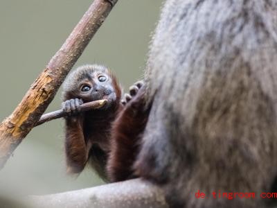  Der kleine Affe heiÃt Payaso. Foto: Torben Weber/ZOO ba<em></em>seL/dpa 