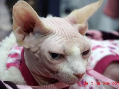  Nacktkatzen fehlen zum Beispiel oft die Schnurrhaare. Foto: Cris Faga/ZUMA Wire/dpa 