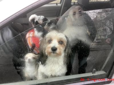  Viele Hunde sitzen in einem Auto. Die Polizei hat ihr Herrchen angehalten. Foto: Polizei/Polizeipräsidium Heilbronn/dpa 