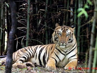  Im Land Nepal leben wieder mehr wilde Tiger. Foto: Sanjeev Gupta/EPA/dpa 