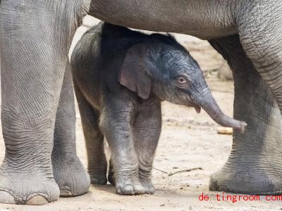  Der Baby-Elefant ist noch so klein, dass er unter den Erwachsenen durchlaufen kann. Foto: Daniel Bockwoldt/dpa 