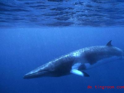  Das Land Japan möchte wieder Zwergwale jagen, um Geld damit zu verdienen. Foto: dpa 