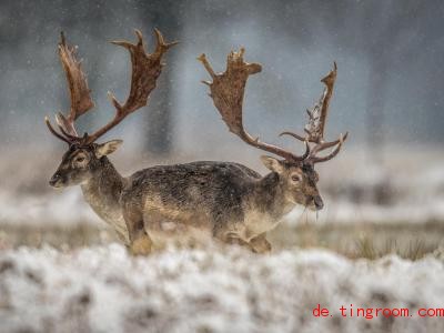  Je mehr es schneit, desto schlechter finden Hirsche und andere Tiere Futter. Foto: Boris Roessler/dpa 