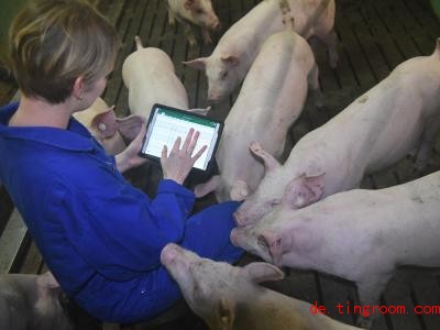  Die Studentin dokumentiert auf ihrem Tablet, ob es den Schweinen gut geht. Foto: Carsten Rehder/dpa 