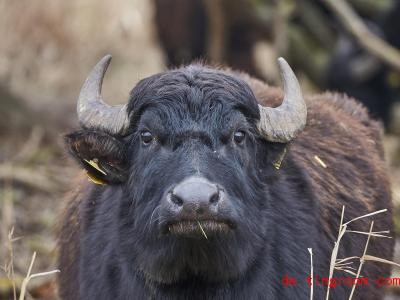  Dieser Büffel gehört zu einer Herde in Deutschland. Foto: Thomas Frey/dpa 
