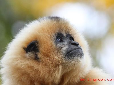  Der Gibbon ist das «Zootier des Jahres». Damit wollen Fachleute auf diese Tiere aufmerksam machen. Foto: Mark Dumont/Verband der Zoologischen Gärten (VdZ)/dpa 