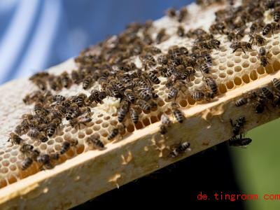  Bienen machen aus Nektar Honig. Foto: Sven Hoppe/dpa 