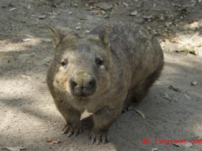  Die Wombats in Australien haben viele Fans. Foto: Dave Hunt/AAP/dpa 