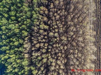  Ein riesiger Wald wurde im Sommer 2018 bei Treuenbrietzen durch Feuer zerstört. Foto: Patrick Pleul/dpa-Zentralbild/ZB 