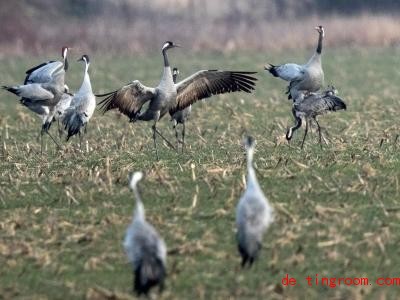  Wenn sie ihre Flügel ausbreiten, sehen Kraniche beeindruckend aus. Foto: Jens Büttner/dpa-Zentralbild/ZB 