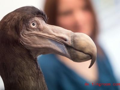  So sah der Dodo wohl aus. Foto: Boris Roessler/dpa 
