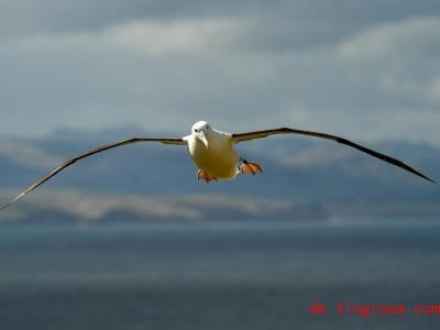  Albatrosse sind als großartige Flieger bekannt. Foto: Guo Lei/XinHua/dpa 