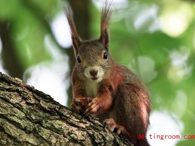  Manche Eichhörnchen haben schon Nachwuchs. Wenn Bäume gefällt werden, kann das für die Babys gefährlich werden. Foto: Felix Kästle/dpa 