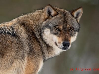  Forscher untersuchten Kot und Haare von Wölfen, um mehr über sie herauszufinden. Foto: Swen Pförtner/dpa 