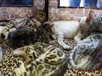  Urspünglich stammen die Bengal-Katzen aus Asien. Foto: Julian Stähle/dpa-Zentralbild/ZB 