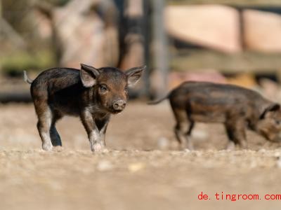  Die kleinen Alpenschweine kommen mit ihren hohen Beinen auch gut auf steilen Wiesen zurecht. Foto: Fabrizio Vignali/Natur- und Tierpark Goldau/dpa 