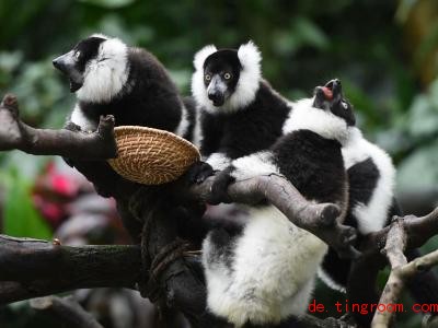  Varis können sehr gut klettern und sitzen gerne in den Baumwipfeln. Foto: Liu Dawei/XinHua/dpa 