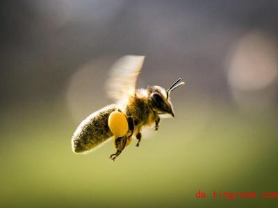  Die Biene wird in Deutschland immer beliebter. Foto: Frank Rumpenhorst/dpa 