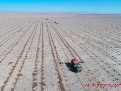  Dort wo sich jetzt noch eine Wüste erstreckt, soll bald ein Busch-Wald wachsen. Foto: Yu Dongsheng/XinHua 