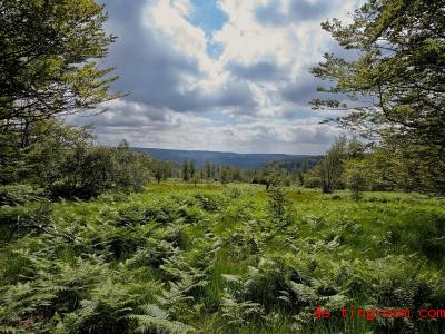  Im Natio<em></em>nalpark Hunsrück-Hochwald darf die Natur teilweise wachsen, wie sie will. Foto: Thomas Frey/dpa 