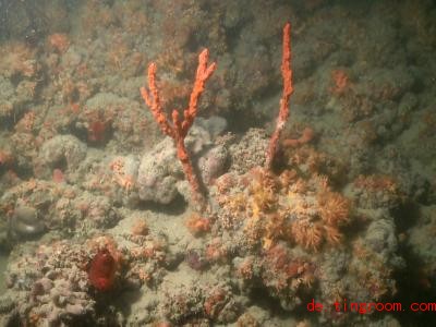  Dieses Korallenriff haben Forscher vor Italien entdeckt. Foto: Cataldo Pierri/Universita degli Studi di Bari/dpa 