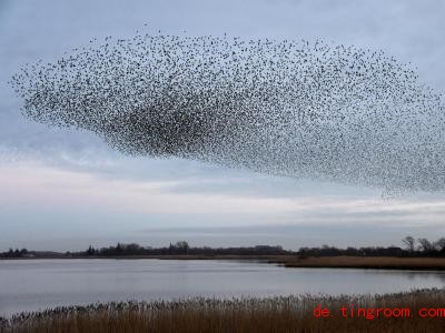 Tausende von Staren fliegen in einem Schwarm über die Wiesen am Ruttebüller See im deutsch-dänischen Grenzgebiet. Stare sind sehr gesellige Vögel. Foto: Carsten Rehder/dpa 