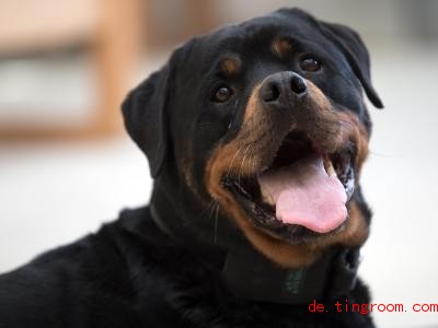  Yam ist ein Spürhund. Er wurde unter anderem darauf trainiert, Handys zu erschnüffeln. Foto: Federico Gambarini/dpa 