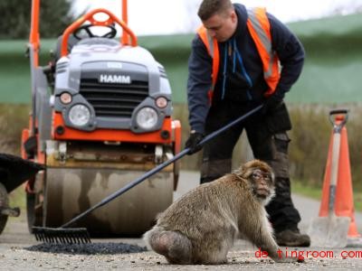  Was passiert denn hier? Der Affe scheint sich über die Arbeiten auf der Straße zu wundern. Foto: Andrew Milligan 