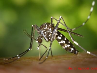  Bestimmte Mücken können gefährliche Krankheiten übertragen. Foto: James Gathany/CDC/Centers for Disease Co<em></em>ntrol and Prevention/dpa 