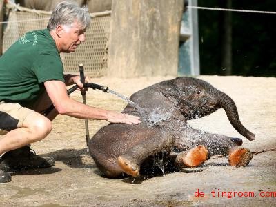  Der kleine Elefant Gus wurde im Zoo in Wuppertal geduscht. Foto: Roland Weihrauch/dpa 