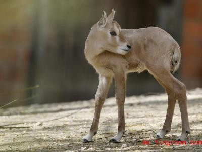  Diese junge Oryx-Antilope heißt Tahani und wurde erst Anfang April in einem Zoo geboren. Foto: Walter Bieri/KEYSTONE/dpa 