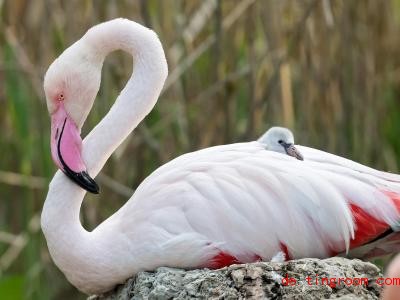  Das Flamingo-Küken hat sich gut versteckt. Foto: Daniel Zupanc/TIERGARTEN SCHÖNBRUNN/dpa 