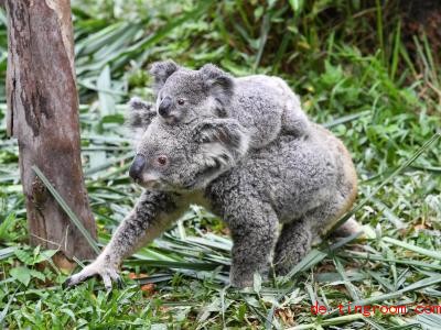  Junge Koalas lassen sich von ihrer Mutter durch die Gegend tragen, bis sie selbstständig sind. Foto: Liu Dawei/XinHua/dpa 