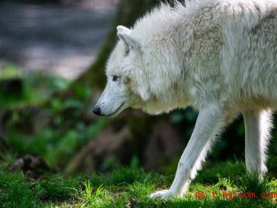  Im Gehege fällt das weiße Fell des Polarwolfes auf. Im Schnee aber ist er fast unsichtbar! Foto: Christophe Gateau/dpa 