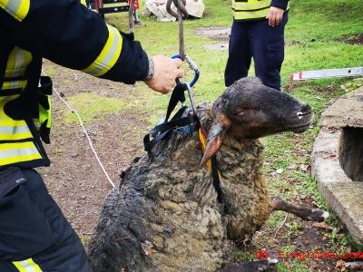  Die Feuerwehr ko<em></em>nnte das Schaf innerhalb von wenigen Minuten retten. Foto: Feuerwehr Gera/dpa 