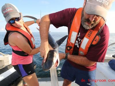  Vorsichtig sammeln die Forscher den Mageninhalt eines kleinen Tigerhaies. Foto: Marcus Drymon/Mississippi State University/dpa 