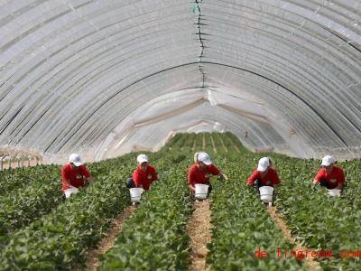  In solchen Folien-Tunneln und auch in Gewächshäusern wachsen Erdbeeren beso<em></em>nders gut. Foto: Bernd Wüstneck/dpa 