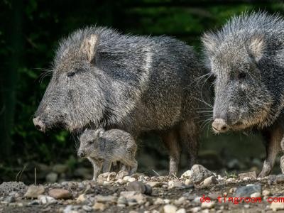  Nabelschweine sind in der Natur in Südamerika zu Hause. Foto: Petr Hamernik/Zoo Praha/dpa 