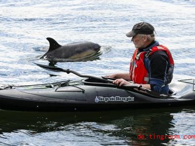  Ein Delfin! Das gibt es am der Mündung des Flusses Schwentine nicht oft. Foto: Frank Molter/dpa 