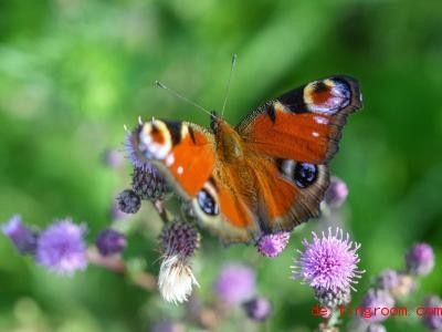  Dieser Schmetterling heißt Tagpfauenauge. Auch auf ihn soll man bei der Nabu-Zählaktion achten. Foto: Patrick Pleul/ZB/dpa 