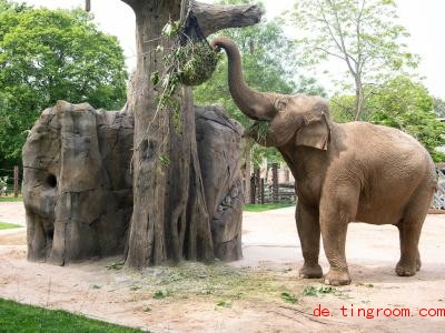  Der Zoo in Karlsruhe will alten Elefantenkühen ein zu Hause bieten. Foto: Sebastian Gollnow/dpa 