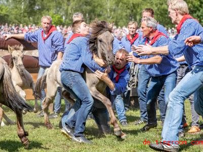  Jedes Jahr trennen Männer junge Hengste von einer Pferdeherde im Münsterland. Foto: Marcel Kusch 