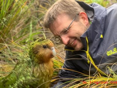  Forscher helfen den Kakapos, Nachwuchs zu bekommen. Foto: Deidre Vercor/DOC/dpa 