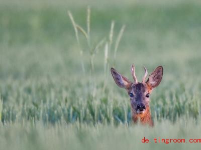  Der Rehbock ist an seinem Geweih zu erkennen. Er sitzt in einem Getreidefeld im Oderbruch. Foto: Patrick Pleul/dpa-Zentralbild/dpa 